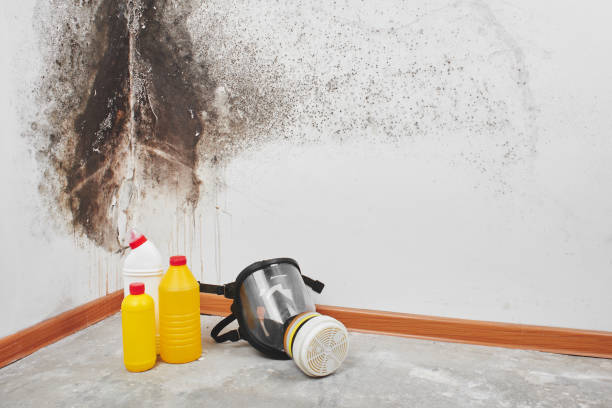 Best Mold Damage Repair  in Huntington Bay, NY