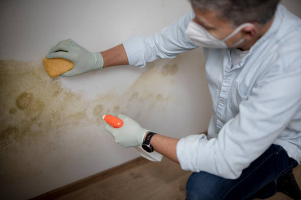 Best Local Mold Removal Service  in Huntington Bay, NY