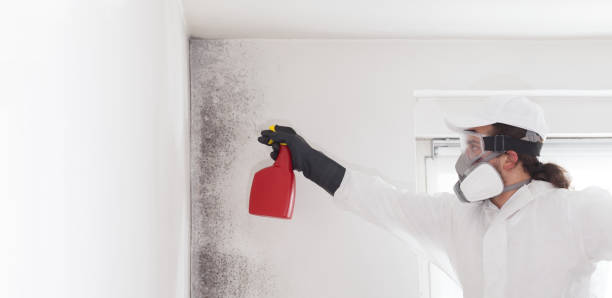 Best Commercial Mold Removal  in Huntington Bay, NY