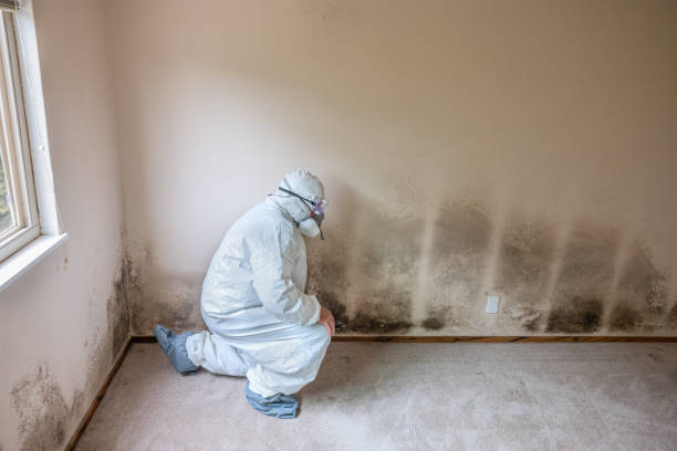 Certified Mold Removal in Huntington Bay, NY