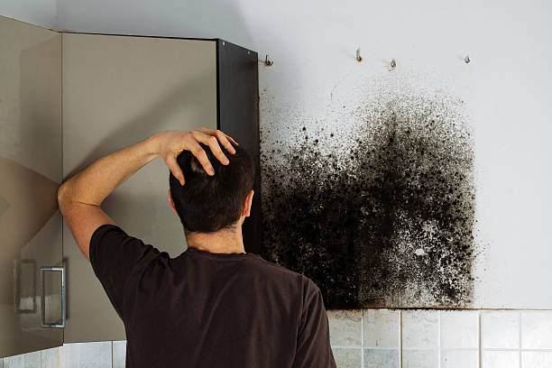 Professional Mold Removal in Huntington Bay, NY